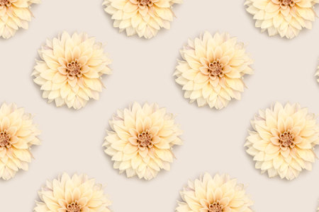 Repetitive pattern made of dahlia flowers on a gray background.の写真素材