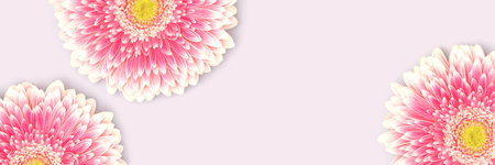 Banner with pink gerbera flowers scattered on a blue background.の写真素材