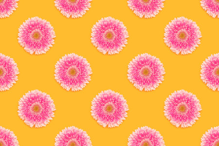 Repetitive pattern made of pink gerbera flower on a yellow background. Springtime concept.の写真素材