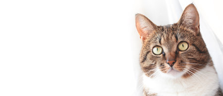Banner with brown shorthair domestic tabby cat in front of white background with copy space.の写真素材