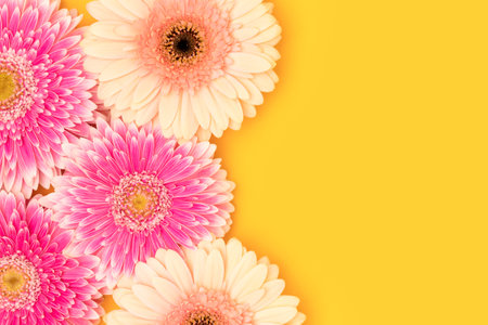 Closeup of gerbera flowers on a bright yellow background.の写真素材