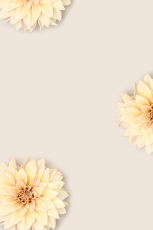 Dahlia flowers scattered on a gray background. Composition with copy space.の写真素材