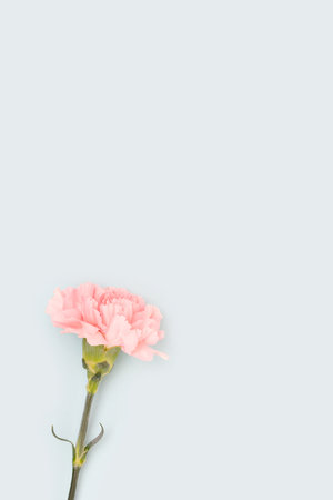One pink carnation flower on a blue background.の写真素材