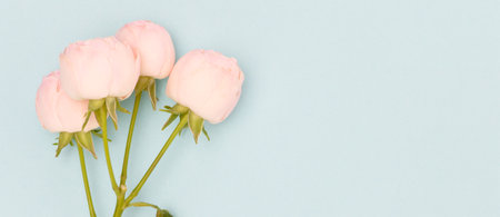 Banner with branch of pink spray rose flower on a blue background.の写真素材