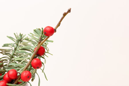 Nobilis fir and winterberry branches in front of beige background. Place for text.の写真素材