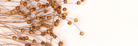 Banner with dried flax flowers on a beige background with place for your design. Selective focus.の写真素材