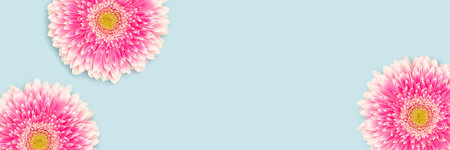Banner with gerbera flowers on a blue background. Place for text.