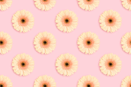 Pattern made of beige gerbera flower on a pink background. Creative concept.