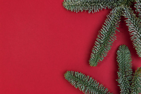 Green nobilis fir branches on a red background. Place for text.の写真素材