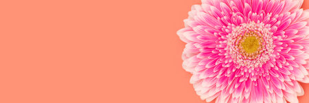 Banner with pink gerbera flower on a coral background. Place for text.の写真素材