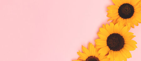 Banner with sunflowers on a pink background. Composition with copy space.の写真素材