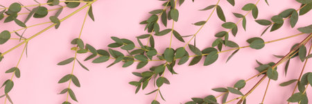 Banner with eucalyptus branches scattered on a pink background.の写真素材