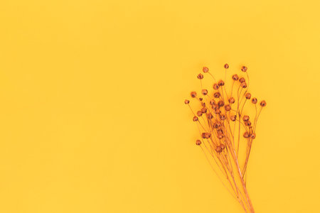 Branch of dry flax flowers on a yellow background with copy space. Selective focus.の写真素材