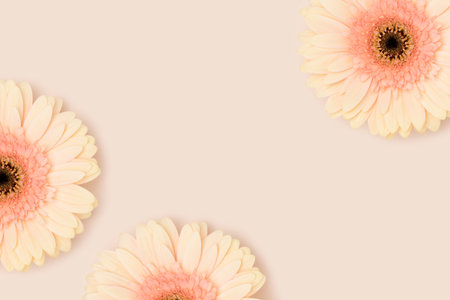 Gerbera flowers on a beige background. Floral concept with place for text.の写真素材