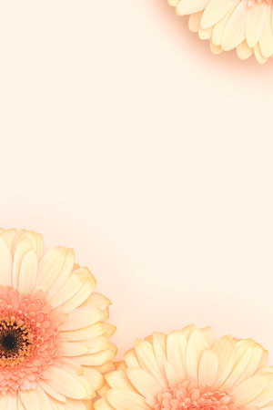 Gerbera flowers on a beige background. Natural concept with copy space.の写真素材