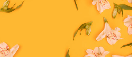 White alstroemeria flowers and green leaves scattered on a yellow background. Banner with springtime concept.の写真素材