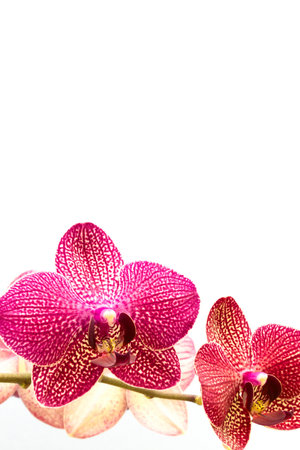 Blooming pink orchid flower in front of white background. Place for text.の写真素材