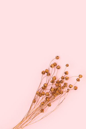 Branch of dry flax flowers on a pink background with place for your design.の写真素材