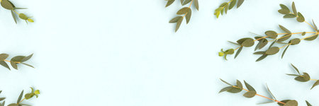 Banner with eucalyptus branches on a blue background.の写真素材