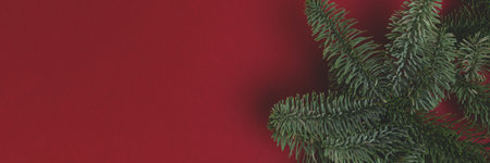 Banner with green nobilis fir branches on a red background.の写真素材