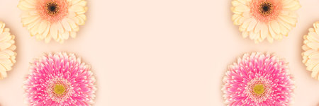 Banner with gerbera flowers on a beige background. Place for text.の写真素材
