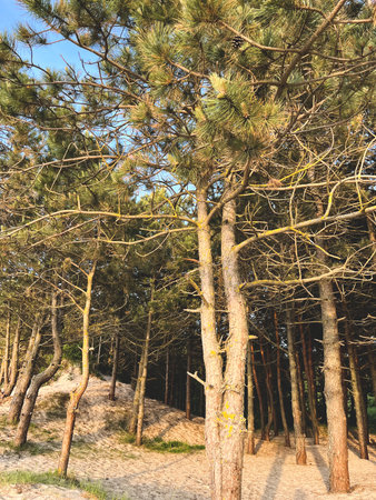 Pine trees on a sand. Sunny day.の写真素材