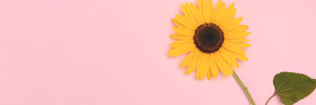 Banner with blooming sunflower on a pink background. Place for text.の写真素材