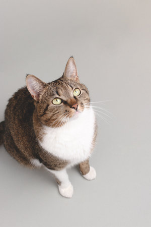 Shorthair domestic tabby cat sitting on a gray background and looking up.の写真素材