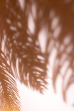 Shadows from defocused fir tree branches on a beige wall. Abstract background.の写真素材
