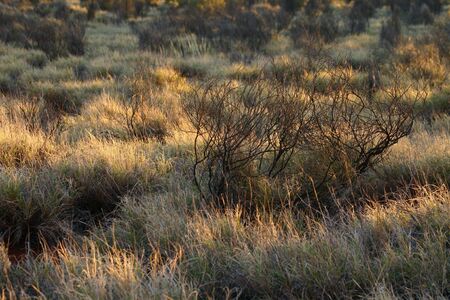 Grassy Fieldの写真素材