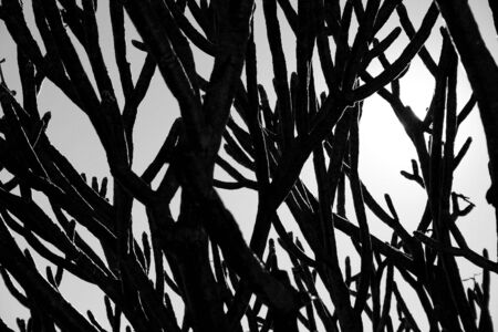 Branchesの写真素材