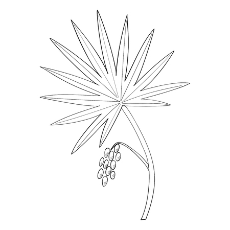 Saw Palmetto (Serenoa repens). Hand drawn botanical illustration. Medicinal tree.のイラスト素材