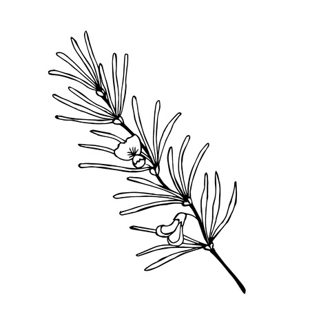 Rooibos tea plant, leaf and flower hand drawn sketch illustration.のイラスト素材