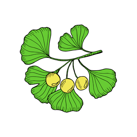Ginkgo Biloba plant, leaf, branch, berry. Isolated on white, medicinal plant. Hand drawn sketch illustration in color. Ingredient for hair and body care cream, lotion, treatment.のイラスト素材
