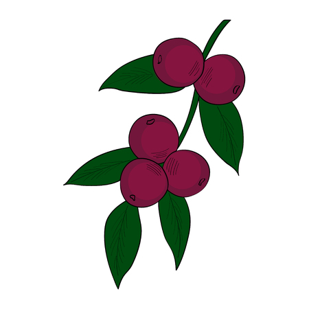 Camu camu berry, fruit, leaf branch. Superfood organic berry. Hand drawn sketch illustration.のイラスト素材