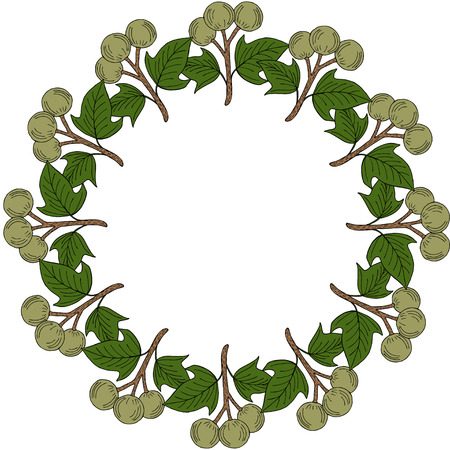 Kukui nut tree (Aleurites moluccana). Nuts, plant, berry, fruit natural organic butter ingredient. Hand drawn ink sketch illustration. Treatment, cosmetics, food ingredient. Isolated. Round frame.のイラスト素材