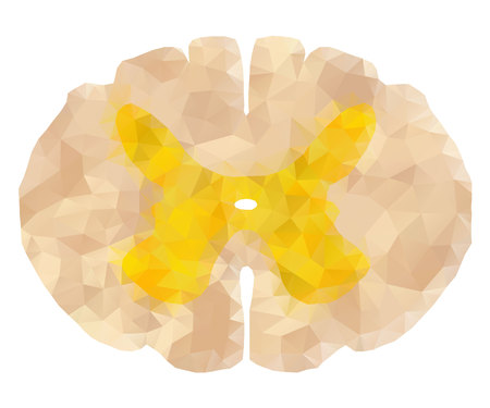 spinal cord polygon 2のイラスト素材