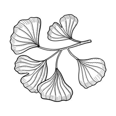 Ginkgo Bilobaのイラスト素材
