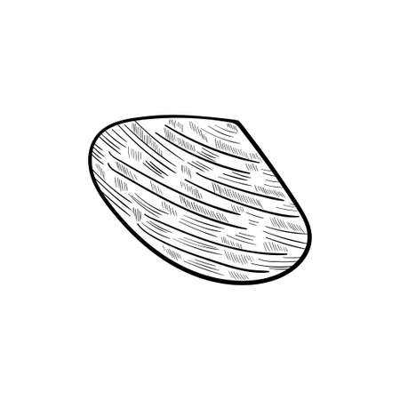 seashells, starfish set artboのイラスト素材