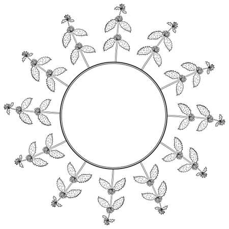 White horehound, border frameのイラスト素材