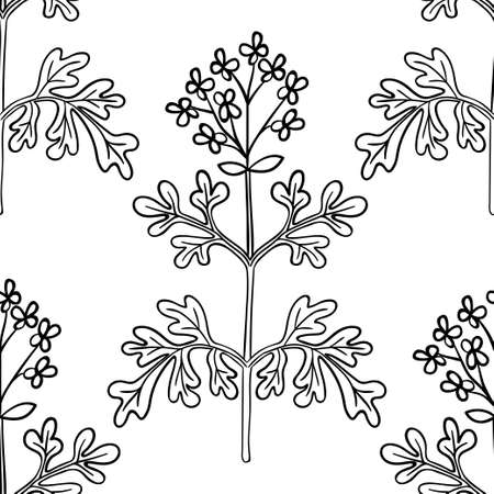 common rue, seamless b-w ww dot herbのイラスト素材