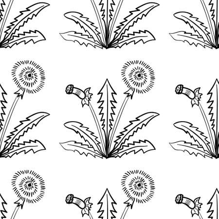 dandelion, seamless b-w dd ww herb isolのイラスト素材