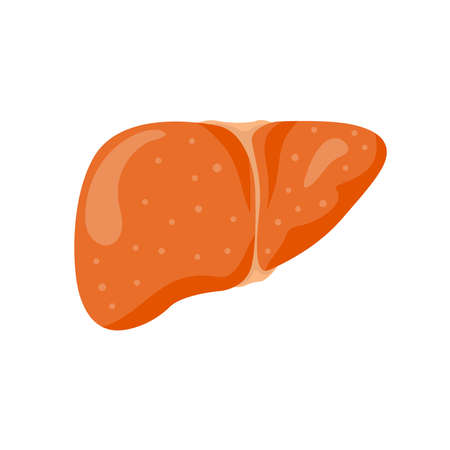 Stages liver damage set dd ww isolのイラスト素材