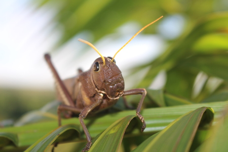 Grasshopper at Euterpe oleracea Leafの写真素材