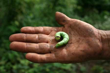 Macro Photo of Big Green Caterpillar on a Dirty Handの写真素材