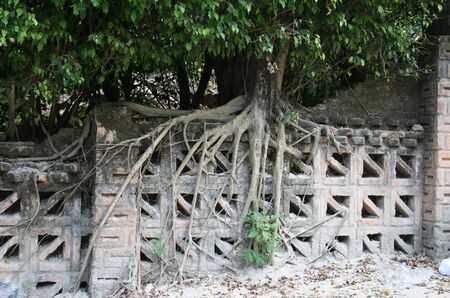 Ficus benjamina Roots on Wallの写真素材