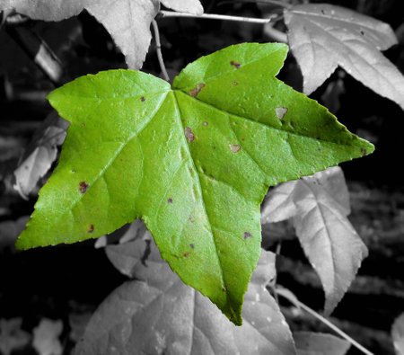 green leaf with selective coloring