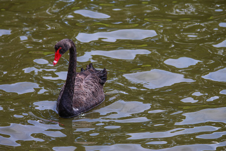 Black swan (Cygnus olor) in a pondの写真素材