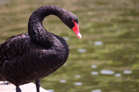 Black swan (Cygnus olor) standing by a pond with water as the backgroundの写真素材