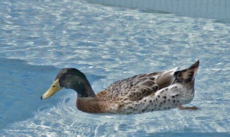 duck in the waterの写真素材